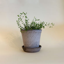 Bergs Garden Pots - Helena 5.5 In
