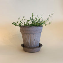 Bergs Garden Pots - Simona 5.5 In