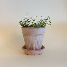 Bergs Garden Pots - Simona 5.5 In